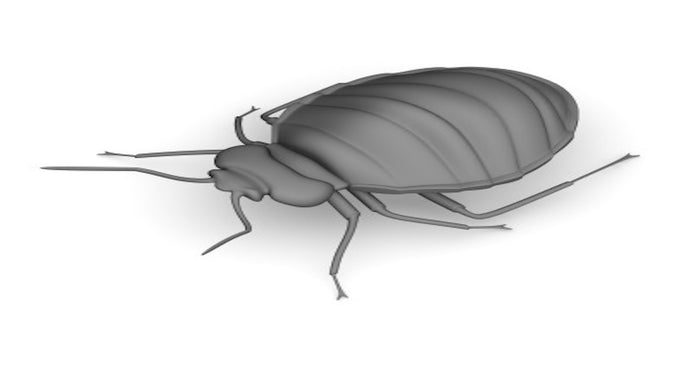 How To Get Rid of Bed Bugs 8 Step Guide