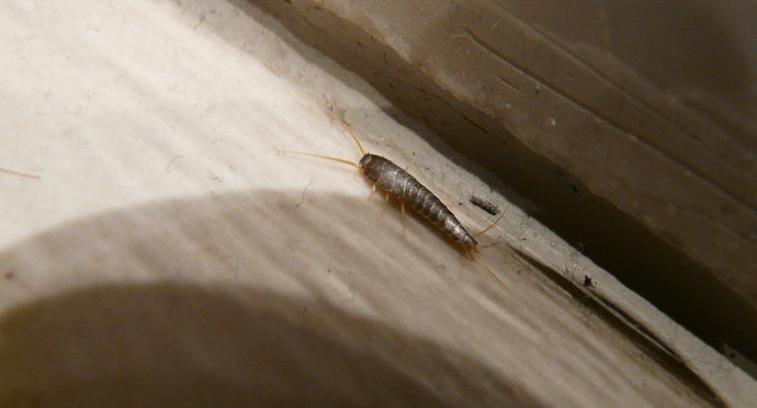 Get Rid of Silverfish in 4 Easy Steps