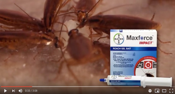 Maxforce Impact Roach Gel Bait Video Guide