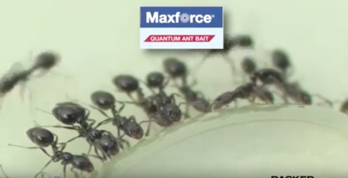 Maxforce Quantum Ant Bait Video Guide