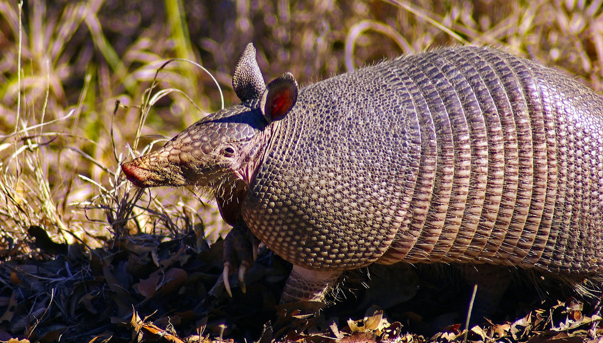 Best Armadillo Control Products
