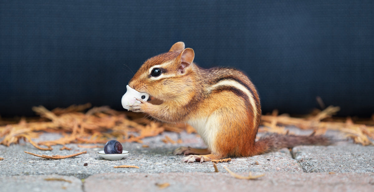 Best Chipmunk Baits  How to Bait a Chipmunk Trap