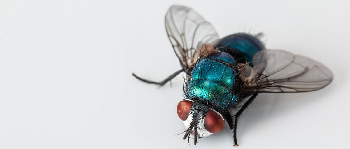 Bite-Lite Armadilha Indoor UV Light Fly Trap Killer of House Flies