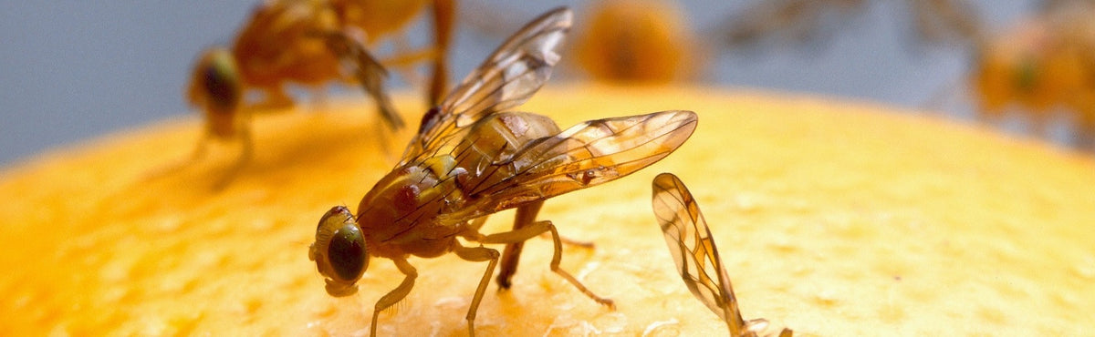 Fruit Fly BarPro  The Number 1 Fruit Fly Killer in America