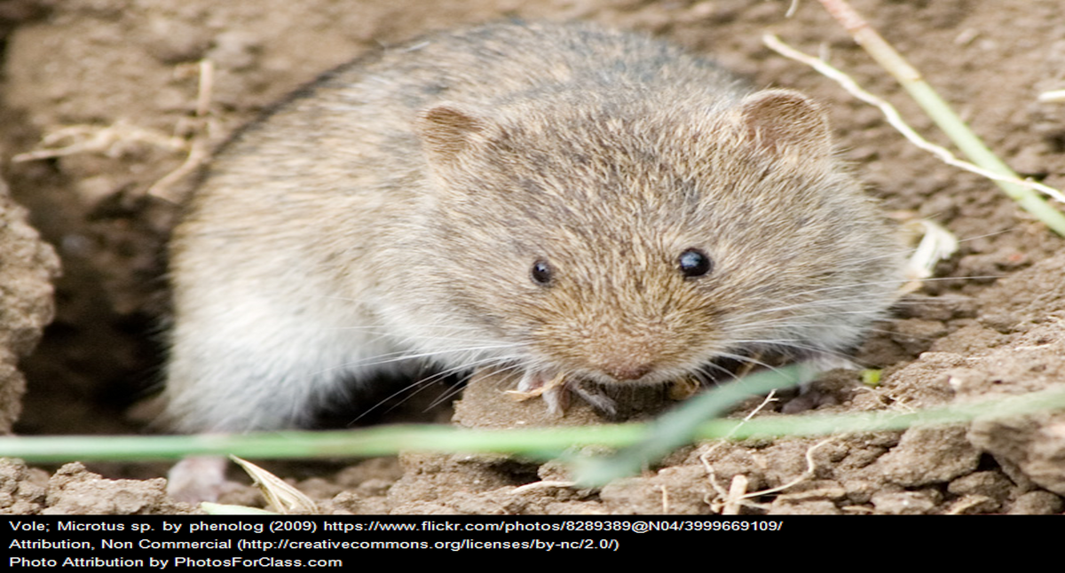 Guide to How to Trap Voles and Moles 