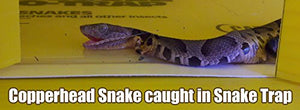 Snake Trap Humane