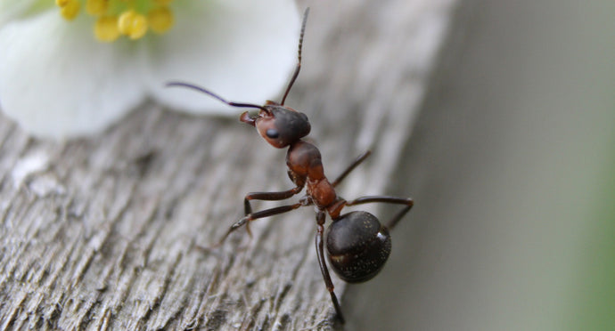 5 Best Ant Gel Baits 2022
