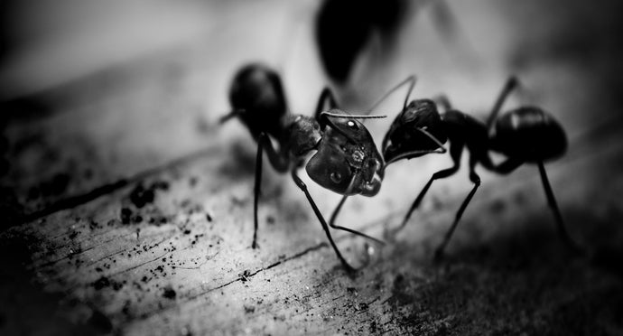 Professional Ant Gel Bait Active Ingredient Comparison