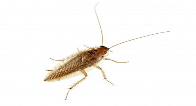 Get Rid of German Roaches Without Sprays: 5 Step Guide