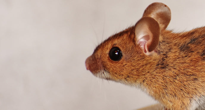 Get Rid of Mice and Rats in 4 Easy Steps