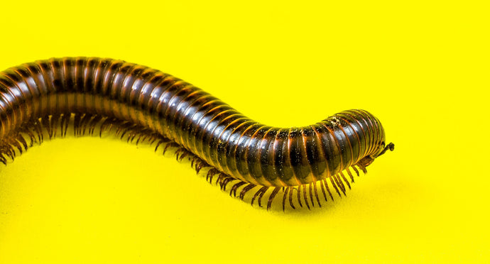 How to Get Rid of Millipedes in 3 Easy Steps