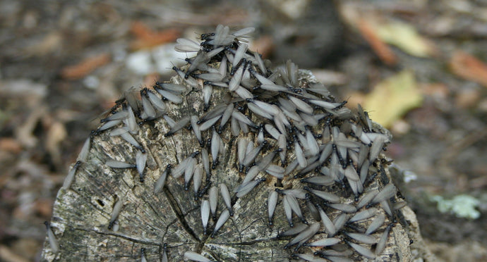 Termite Distribution by State: Is Your Property at Risk?