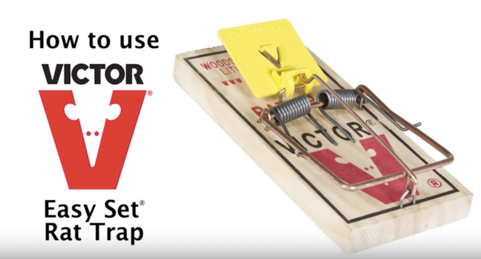 Victor Expanded Trigger Rat Snap Trap Video Guide