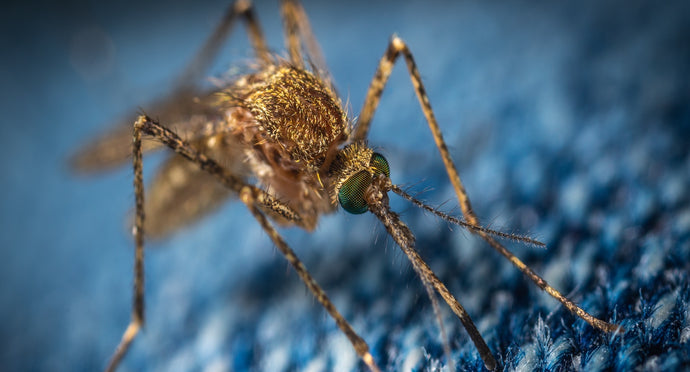 Illinois Ranked Deadliest State for West Nile Virus 2018