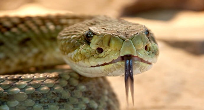 Chances of Dying from a Snake Bite May Be Greater Than You Think