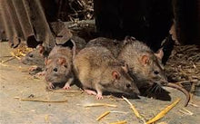 Load image into Gallery viewer, Ditrac Blox Rodent Bait Blocks, Kills Rats &amp; Mice (4 lb. Pail)