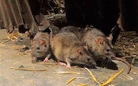 Ditrac Blox Rodent Bait Blocks, Kills Rats & Mice (4 lb. Pail)