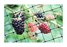 Load image into Gallery viewer, Bird-X Bird Netting for Gardens and Lightweight Applications (100 ft. x 14 ft)